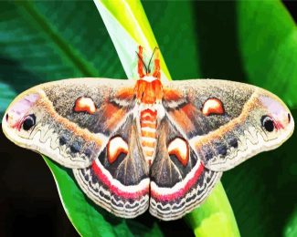 Lepidoptera Moth diamond painting