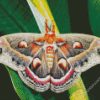 Lepidoptera Moth diamond painting