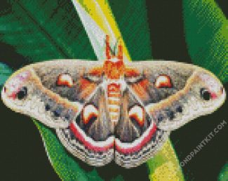 Lepidoptera Moth diamond painting