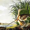 Long Billed Curlew By John James Audubon diamond painting