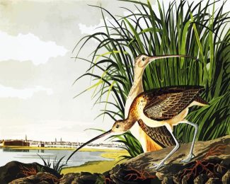 Long Billed Curlew By John James Audubon diamond painting