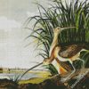 Long Billed Curlew By John James Audubon diamond painting