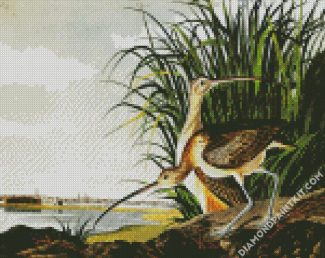 Long Billed Curlew By John James Audubon diamond painting