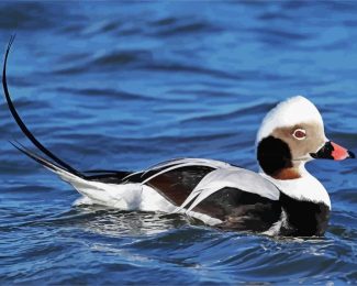 Long Tailed Duck diamond painting