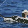 Long Tailed Duck diamond painting