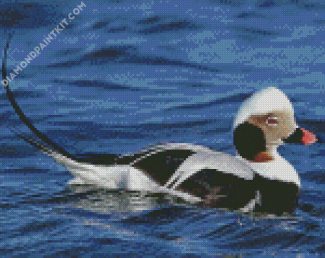 Long Tailed Duck diamond painting