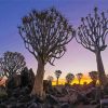 Namibia Aloe Dichotoma Trees diamond painting