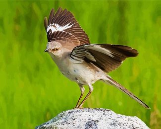 Northern Mockingbird Animal diamond painting