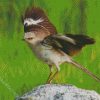 Northern Mockingbird Animal diamond painting