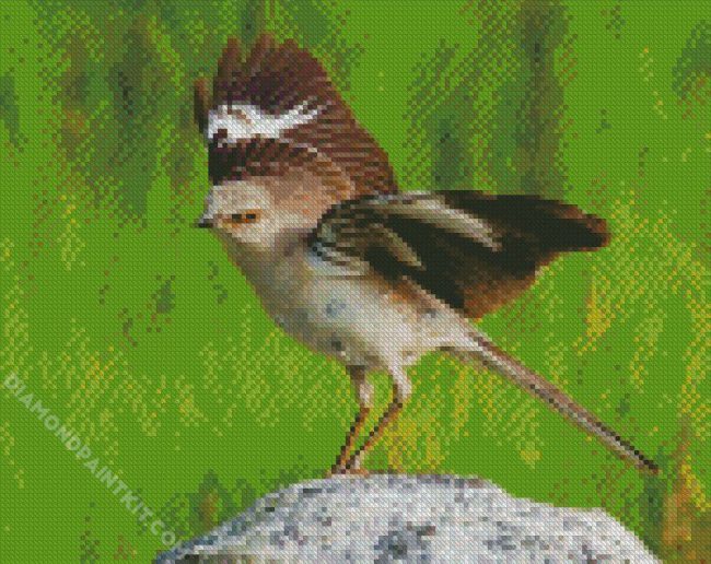 Northern Mockingbird Animal diamond painting