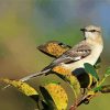 Northern Mockingbird On Plants diamond painting