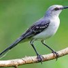 Northern Mockingbird diamond painting