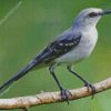 Northern Mockingbird diamond painting