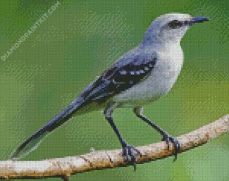 Northern Mockingbird diamond painting