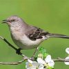 Northern Mockingbird On Stick diamond painting