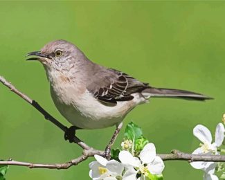 Northern Mockingbird On Stick diamond painting