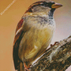 Old World sparrows diamond painting