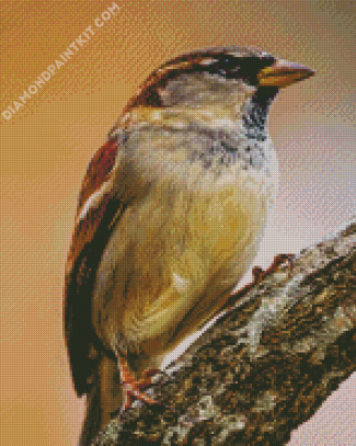 Old World sparrows diamond painting