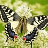 Old World Swallowtail diamond painting