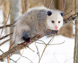 Opossum Animal diamond painting