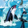 Orcas And Seals diamond painting