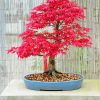 Pink Bonsai Tree diamond painting