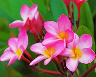 Pink Plumeria Frangipani diamond painting