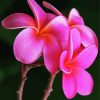 Pink Plumeria diamond painting