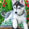 Pomsky Husky diamond painting