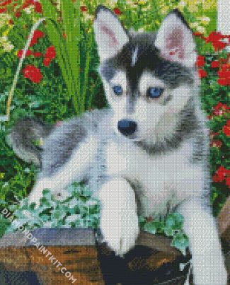 Pomsky Husky diamond painting