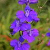 Purple Larkspur diamond painting