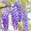 Purple Wisteria Flower diamond painting