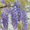 Purple Wisteria Flower diamond painting