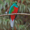 Quetzal Bird diamond painting