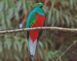 Quetzal Bird diamond painting