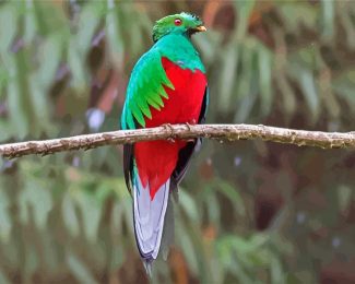 Quetzal Bird diamond painting