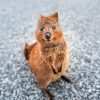 Quokka Animal diamond painting