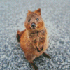 Quokka Animal diamond painting