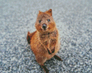 Quokka Animal diamond painting