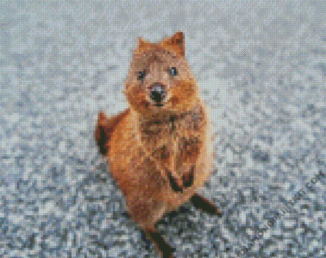 Quokka Animal diamond painting