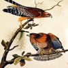 Red Shouldered Hawk Bt John James Audubon diamond painting