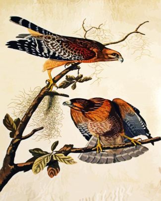 Red Shouldered Hawk Bt John James Audubon diamond painting