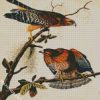 Red Shouldered Hawk Bt John James Audubon diamond painting