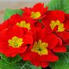 Red Primrose diamond painting