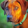 Ridgeback Animal diamond painting