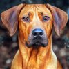 Ridgeback Dog diamond painting