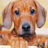 Ridgeback Puppy diamond painting