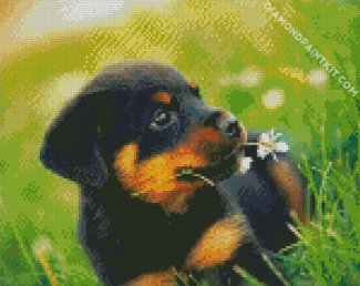 Rottweiler Dog Puppy diamond painting