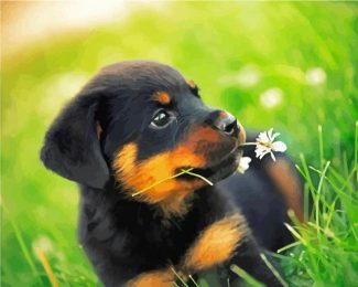 Rottweiler Dog Puppy diamond painting