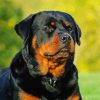 Rottweiler Dog diamond painting